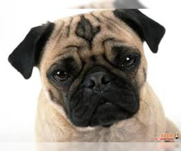 Image (Pug)