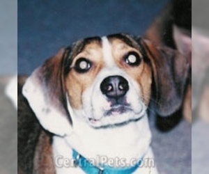 Image of Yugoslavian Tricolored Hound breed