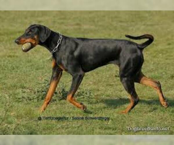 Medium Photo #5 Doberman Pinscher Dog Breed