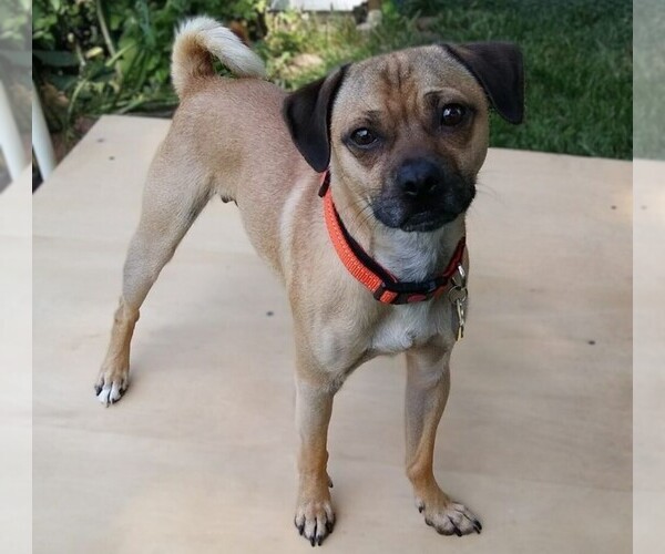 Medium Photo #1 Jug mix (+ Pug) Dog Breed