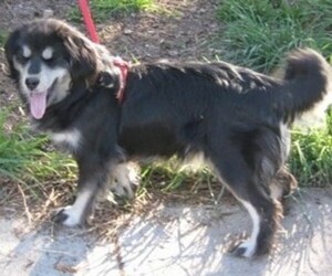 Image of Siberian Cocker breed