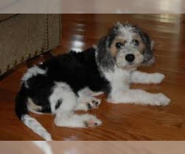 Medium Photo #3 Glechon Dog Breed