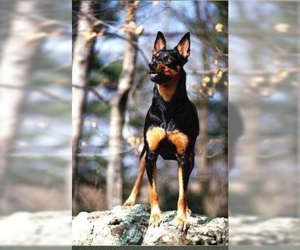 Image of Australian Kelpie Breed