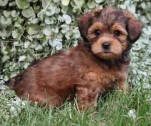 Shorkiepoo puppies for sale and Shorkiepoo dogs for adoption