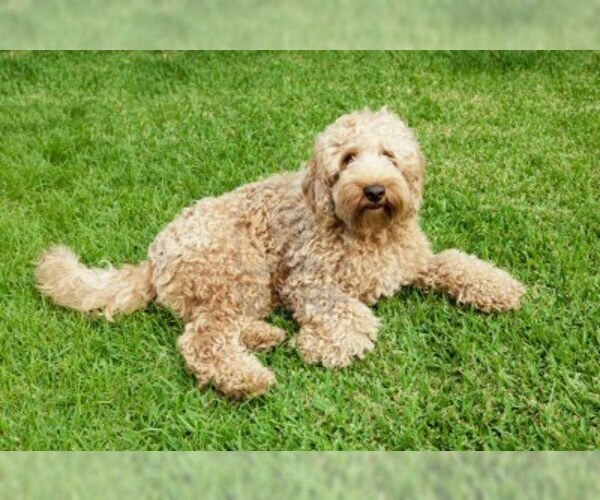 Australian Cobberdog Breed Information and Pictures on