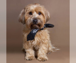 Image of Silky-Lhasa breed