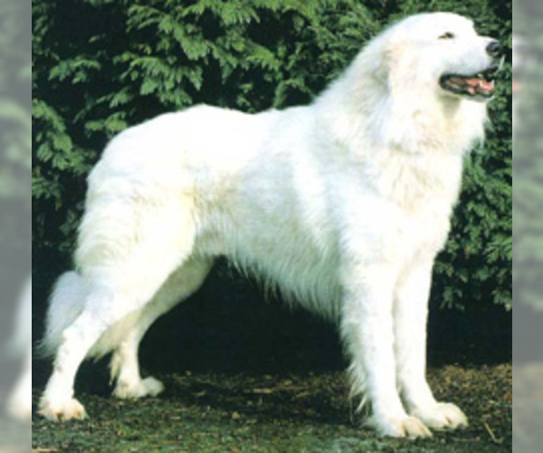 Akbash Dog Dog Breed Image