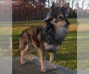 Image of Eskimo-Chi breed