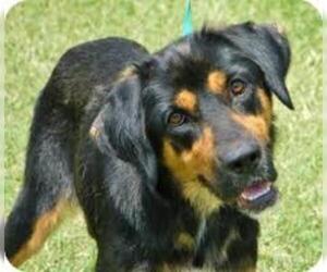 Small #7 Breed Black and Tan Coonhound image