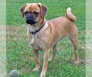Samll image of Puggle mix (+ Pug)