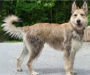 Image of Berger Du Languedoc breed