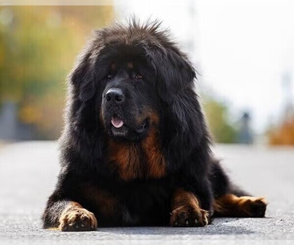 Medium Photo #1 Simaku Dog Breed