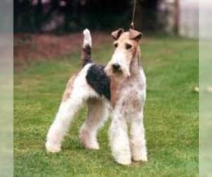 Small #4 Breed Wire Fox Terrier image