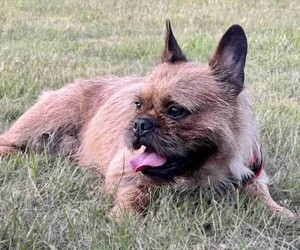 Image of French Border Terrier breed
