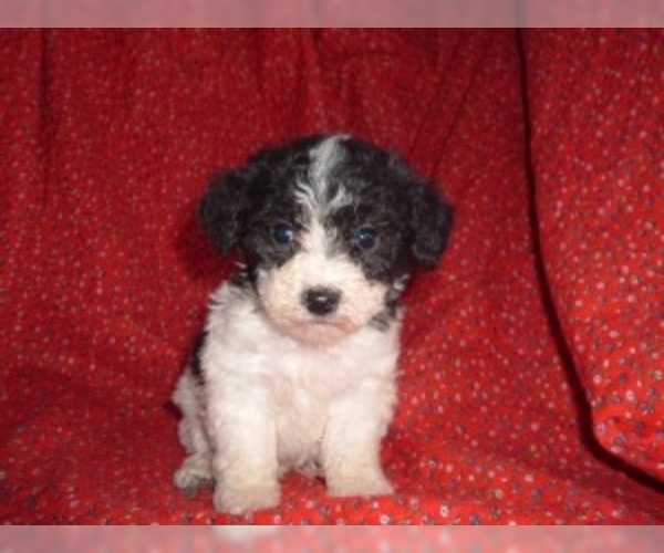 Bichpoo Dog Breed Image