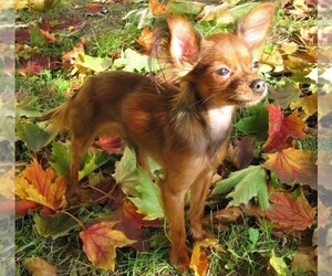 Image of breed Russian Toy Terrier