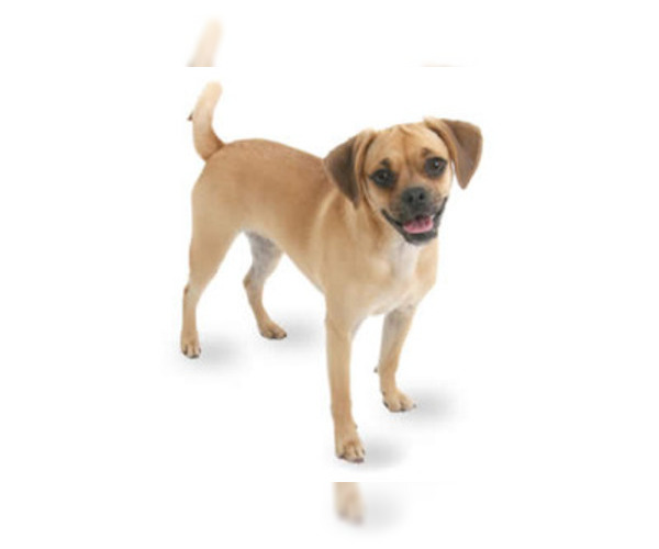 Image of Puggle Breed