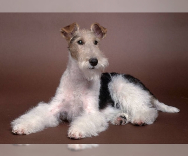 Medium Photo #1 Wire Fox Terrier Dog Breed