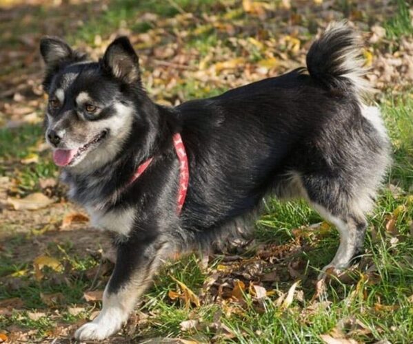 Medium Photo #1 Papi-Inu Dog Breed