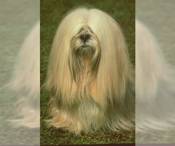 Lhasa Apso Dog Breed Image