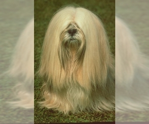 Small Photo #1 Lhasa Apso Dog Breed