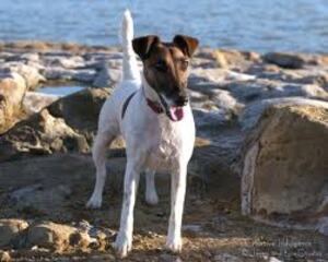 Small #1 Breed Fox Terrier (Smooth) image