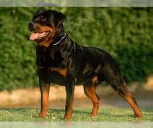 Small #1 Breed Rottweiler image