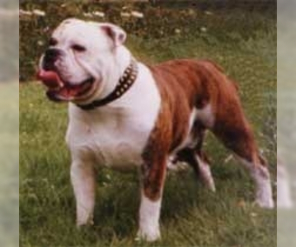 Victorian Bulldog Dog Breed Image