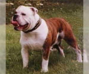 Image of Victorian Bulldog breed