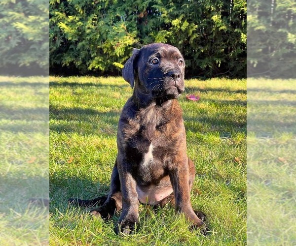 Medium Photo #1 Rotticorso Dog Breed