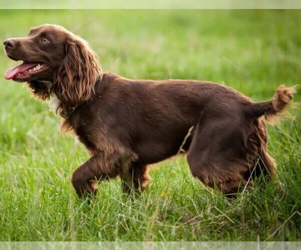 Boykin Spaniel