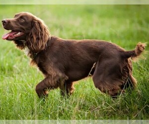 Image of Boykin Spaniel breed