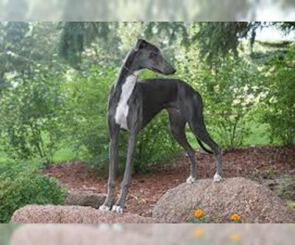 Medium Photo #4 Greyhound Dog Breed