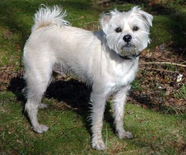 Medium Photo #1 Schnug Dog Breed