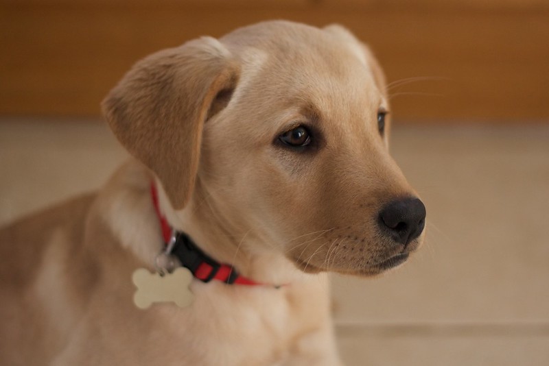 Medium Photo #2 Golden Labrador Dog Breed