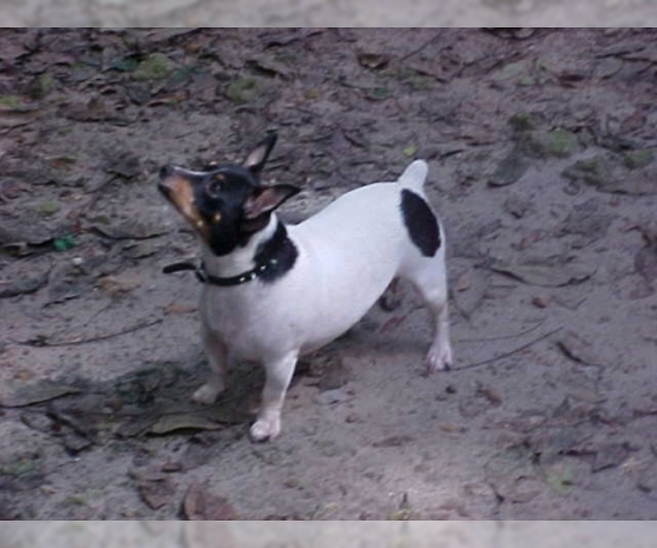 Teddy Roosevelt Terrier