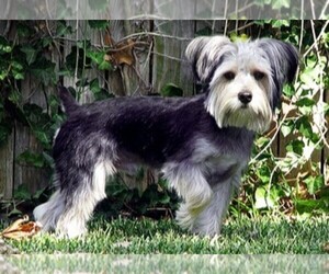 Samll image of Snorkie