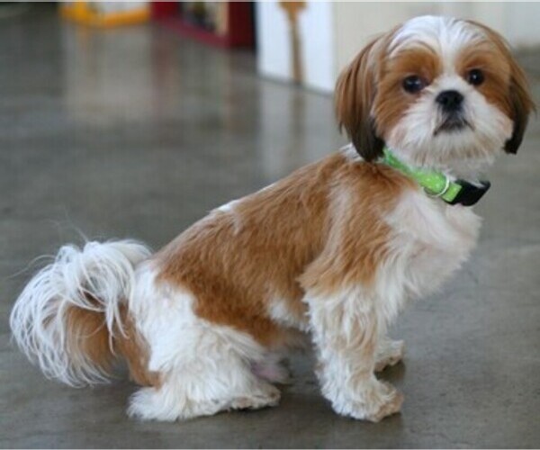 Medium Photo #1 Bea-Tzu Dog Breed