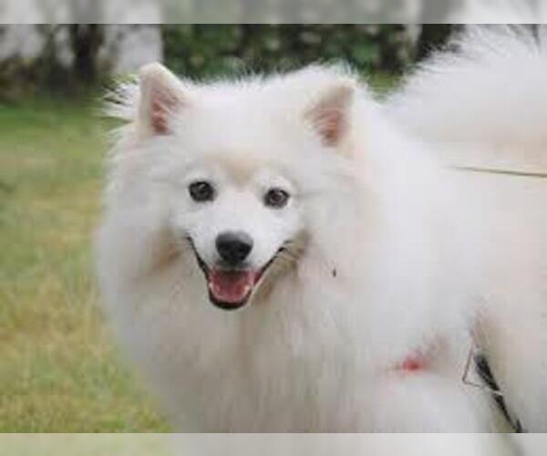 Miniature American Eskimo