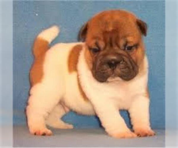 Medium Photo #5 Pug-A-Pei Dog Breed