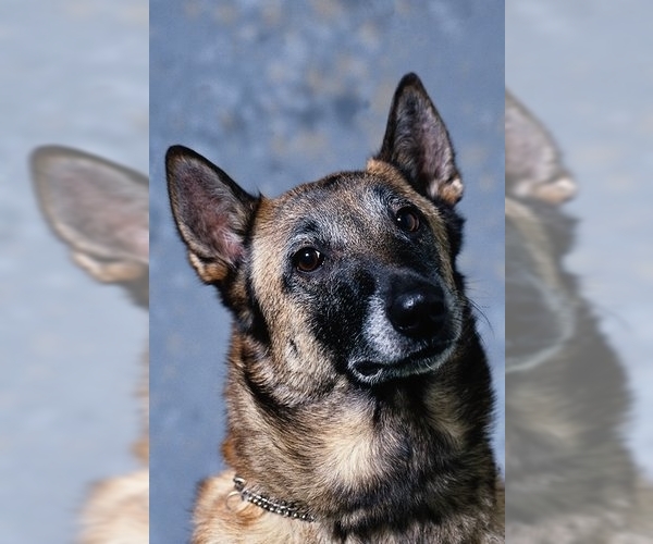 Belgian Malinois Dog Breed Image