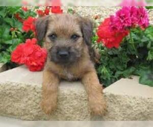 Small #6 Breed Border Terrier image