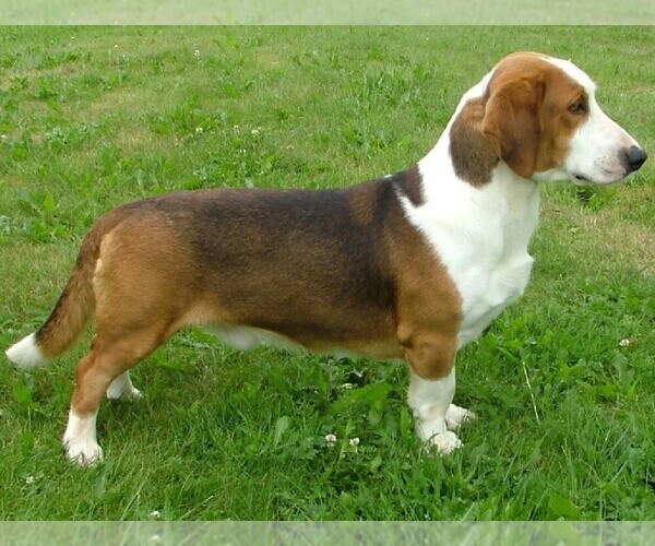 Medium Photo #1 Drever Dog Breed