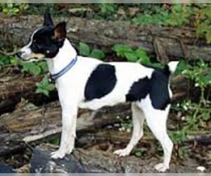 Small #2 Breed Fox Terrier (Toy) image
