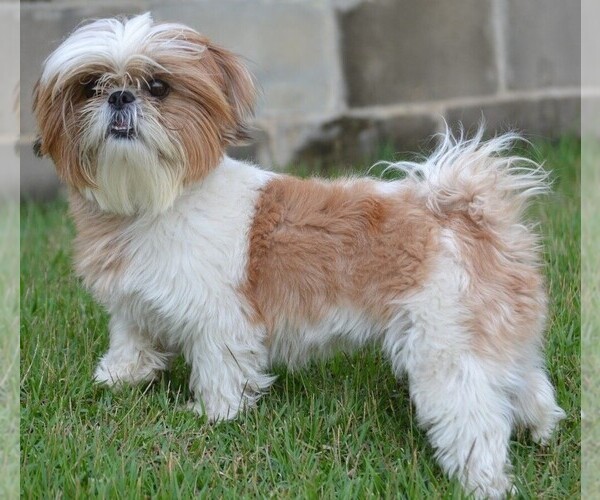 Medium Photo #1 Lab Shih Tzu Dog Breed