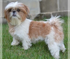 Image of Lab Shih Tzu breed