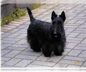 Small Photo #4 Scottish Terrier Dog Breed