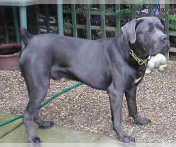 Image of Cane Corso Breed