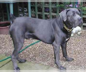 Cane Corso Dog Breed Information