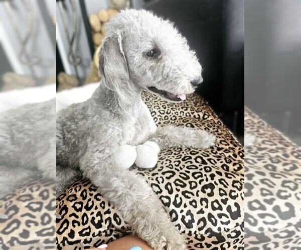 Medium Photo #1 Bichon Bedlington Dog Breed